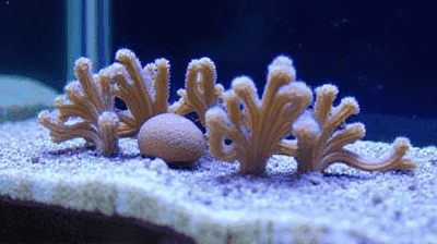 3D-Printed Coral Reefs: Restoring Marine Habitats with Technology