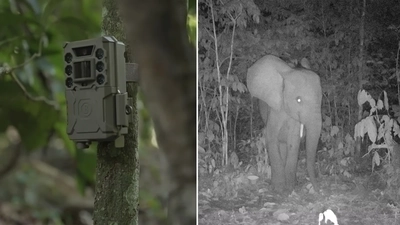 AI for Wildlife Conservation: Camera Traps That Identify Poachers Automatically
