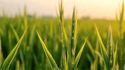 Drought-Resistant Crops: How Genetic Engineering and Traditional Farming Help