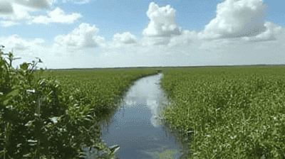 Everglades Under Threat: Can the Largest U.S. Wetland Survive Urbanization?