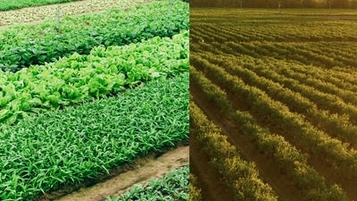 From Monoculture to Polyculture: Why Diverse Farms Are More Resilient