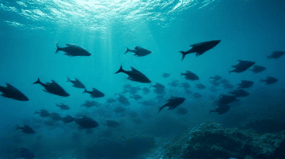 Marine Protected Areas: Do Fishing Bans Actually Help Biodiversity Recover?