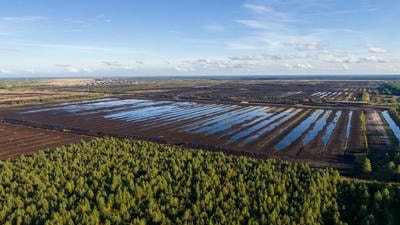 Paludiculture: The Sustainable Farming Practice That Preserves Peatlands