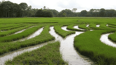 Paludiculture: The Sustainable Farming Practice That Preserves Peatlands