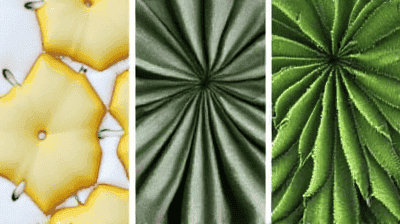 Pineapple Leather to Cactus Silk: The Rise of Plant-Based Fashion Materials