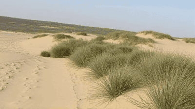 Sand Dune Stabilization: How Plants and Technology Prevent Encroaching Deserts