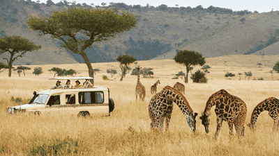 The Dark Side of Ecotourism: When 'Green Travel' Harms Wildlife Habitats