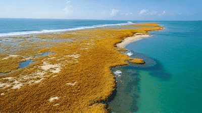 The Great Atlantic Sargassum Invasion: Causes, Impacts, and Cleanup Solutions