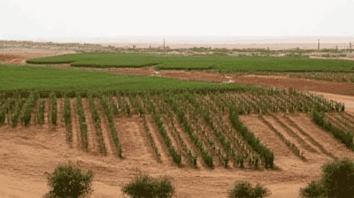 The Great Green Wall Progress Report: Is Africa's Desert Barrier Working?