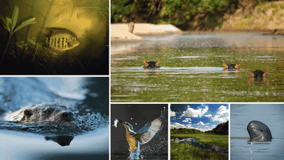 The Hidden Crisis: Why Freshwater Species Are Disappearing Twice as Fast
