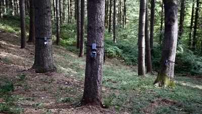 The 'Internet of Trees': How Sensor Networks Monitor Forest Health