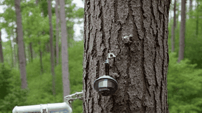 The 'Internet of Trees': How Sensor Networks Monitor Forest Health