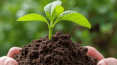 The Science Behind Composting: How to Turn Food Scraps into Nutrient-Rich Soil