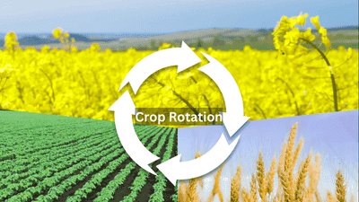 The Science Behind Crop Rotation: Boosting Soil Health Without Chemicals